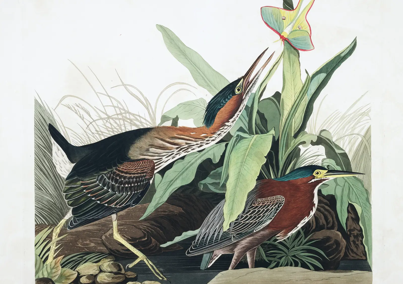 Plate 333 of Audubon's The Birds of America: Green Heron (Butorides virescens)