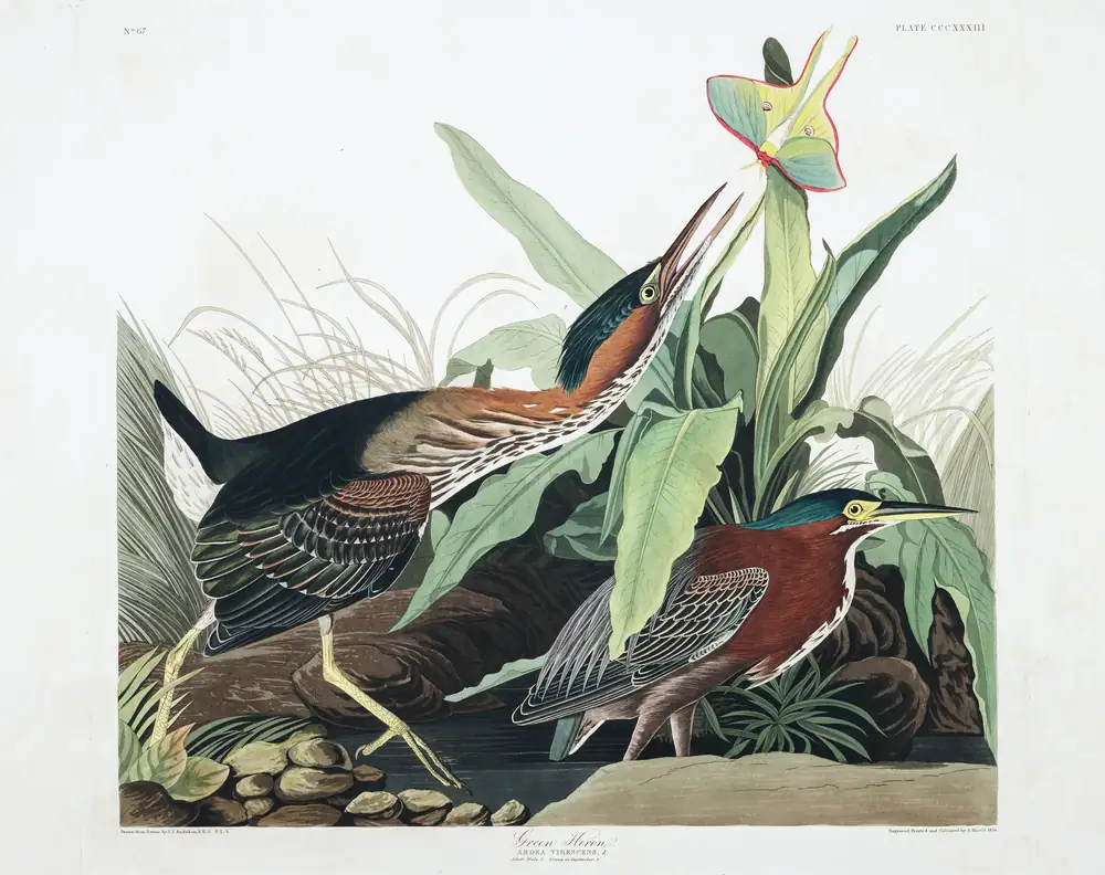 The whole sheet of plate 333, with its engraved caption