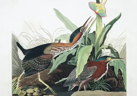 Plate 333 of Audubon's The Birds of America: Green Heron (Butorides virescens)