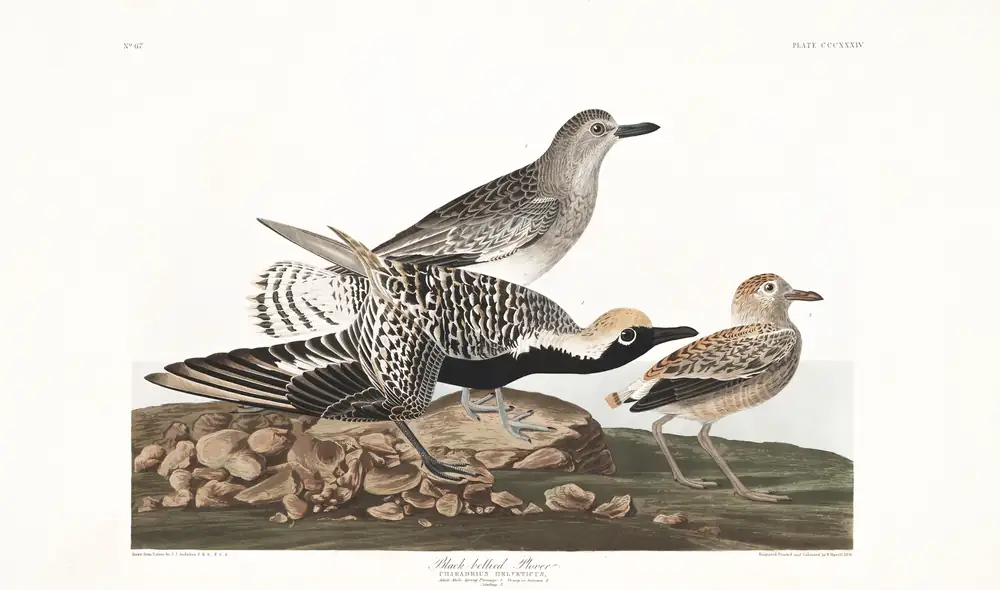 The whole sheet of plate 334, with its engraved caption