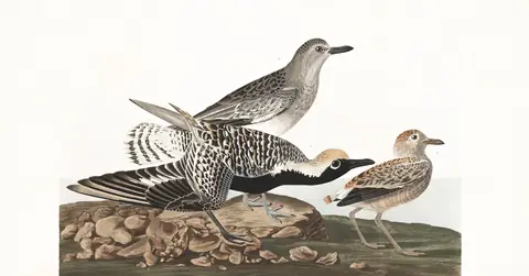 Plate 334 of Audubon's The Birds of America: Black-bellied Plover (Pluvialis squatarola)