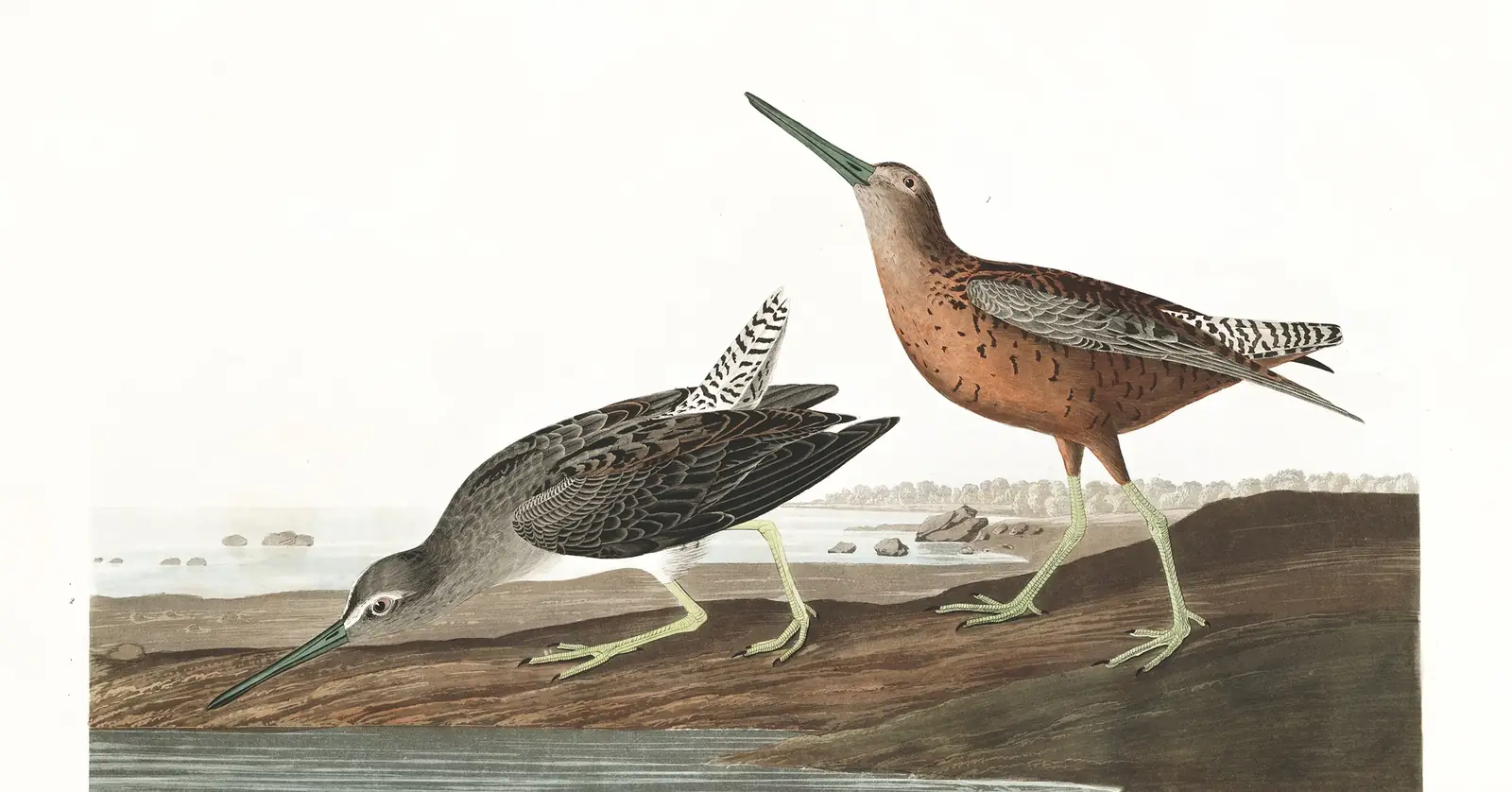 Plate 335 of Audubon's The Birds of America: Short-billed Dowitcher (Limnodromus griseus)