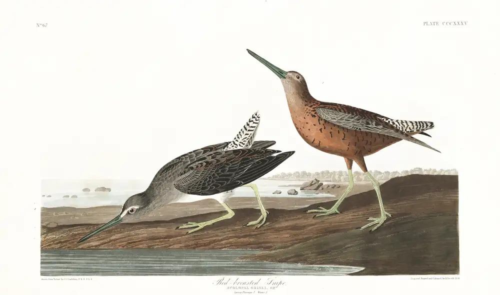 The whole sheet of plate 335, with its engraved caption