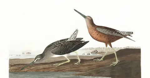 Plate 335 of Audubon's The Birds of America: Short-billed Dowitcher (Limnodromus griseus)