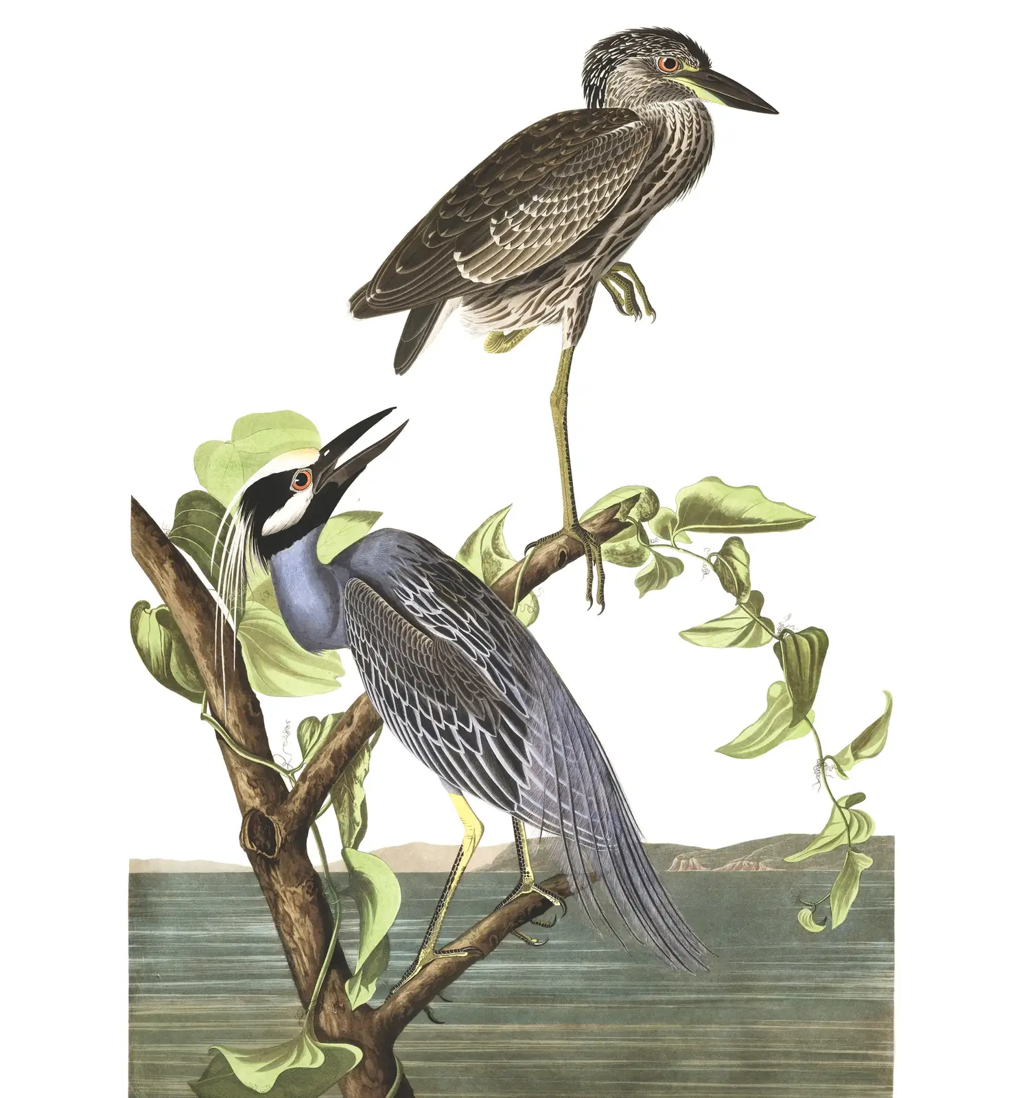 Plate 336 of Audubon's The Birds of America: Yellow-crowned Night Heron (Nyctanassa violacea)