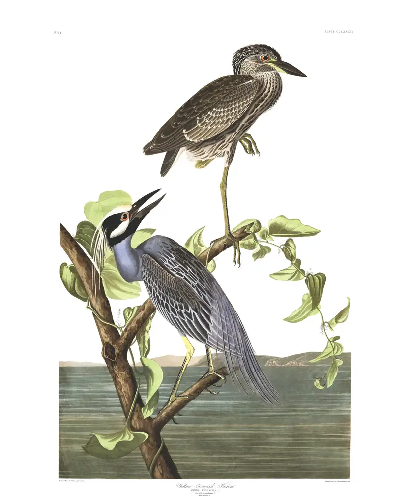 The whole sheet of plate 336, with its engraved caption