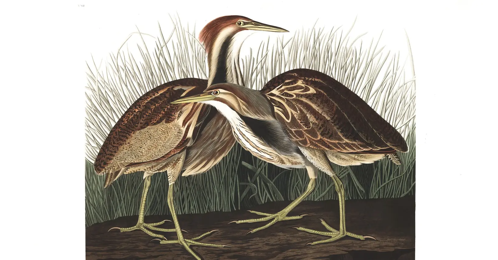 Plate 337 of Audubon's The Birds of America: American Bittern (Botaurus lentiginosus)