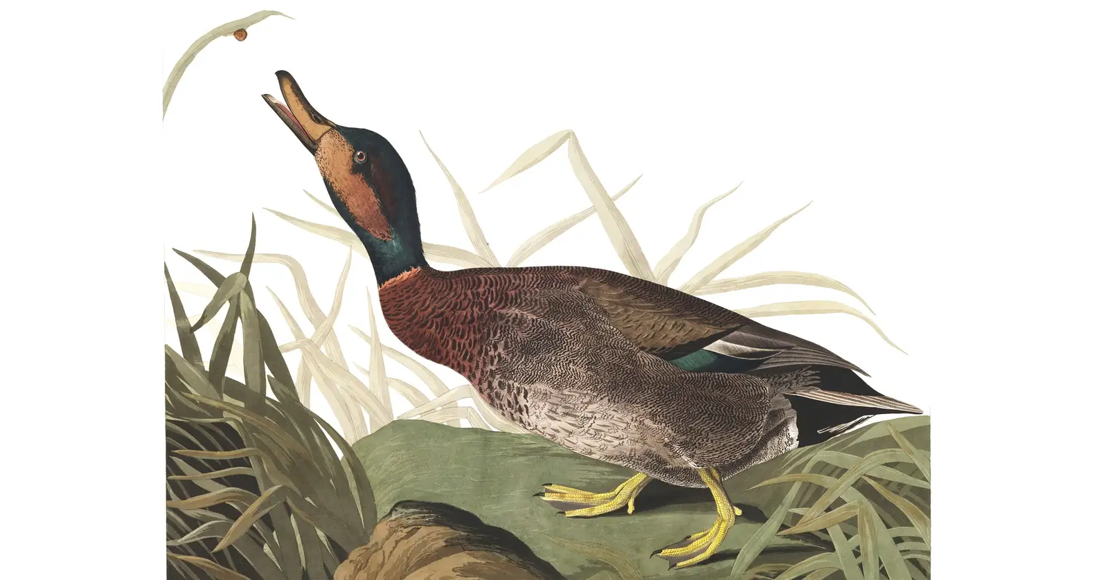 Plate 338 of Audubon's The Birds of America: “Bemaculated Duck”, not identified