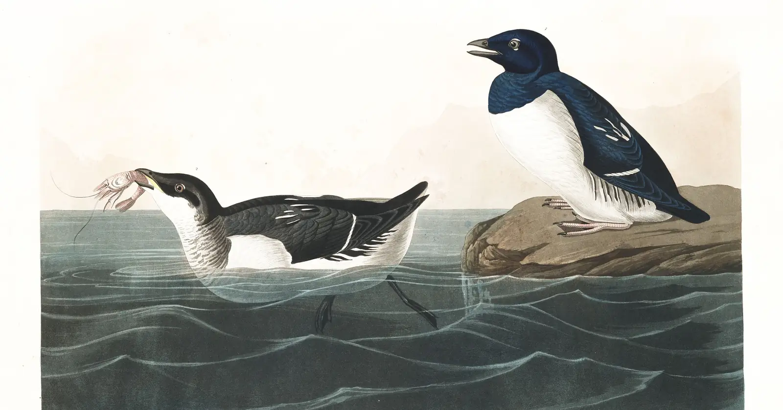 Plate 339 of Audubon's The Birds of America: Dovekie (Alle alle)