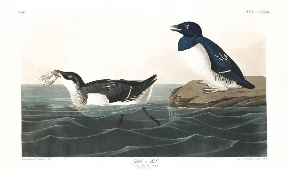 The whole sheet of plate 339, with its engraved caption