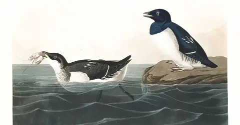Plate 339 of Audubon's The Birds of America: Dovekie (Alle alle)