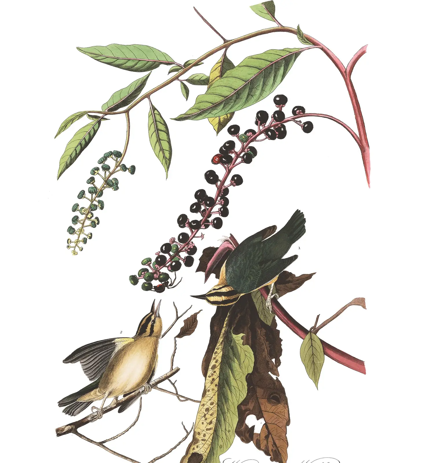 Plate 34 of Audubon's The Birds of America: Worm-eating Warbler (Helmitheros vermivorum)