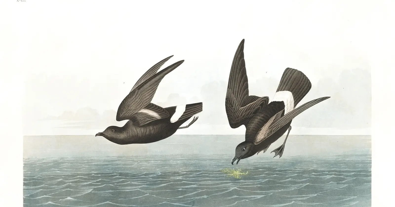 Plate 340 of Audubon's The Birds of America: European Storm-Petrel (Hydrobates pelagicus)