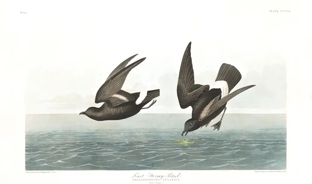 The whole sheet of plate 340, with its engraved caption