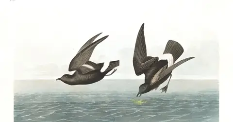 Plate 340 of Audubon's The Birds of America: European Storm-Petrel (Hydrobates pelagicus)
