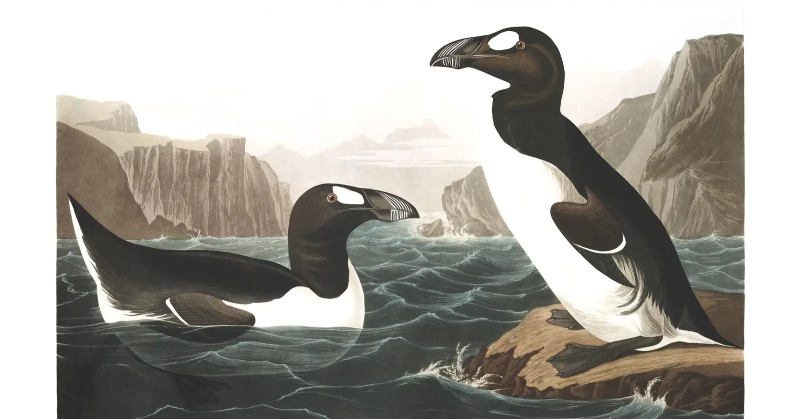 Plate 341 of Audubon's The Birds of America: Great Auk (Pinguinus impennis)