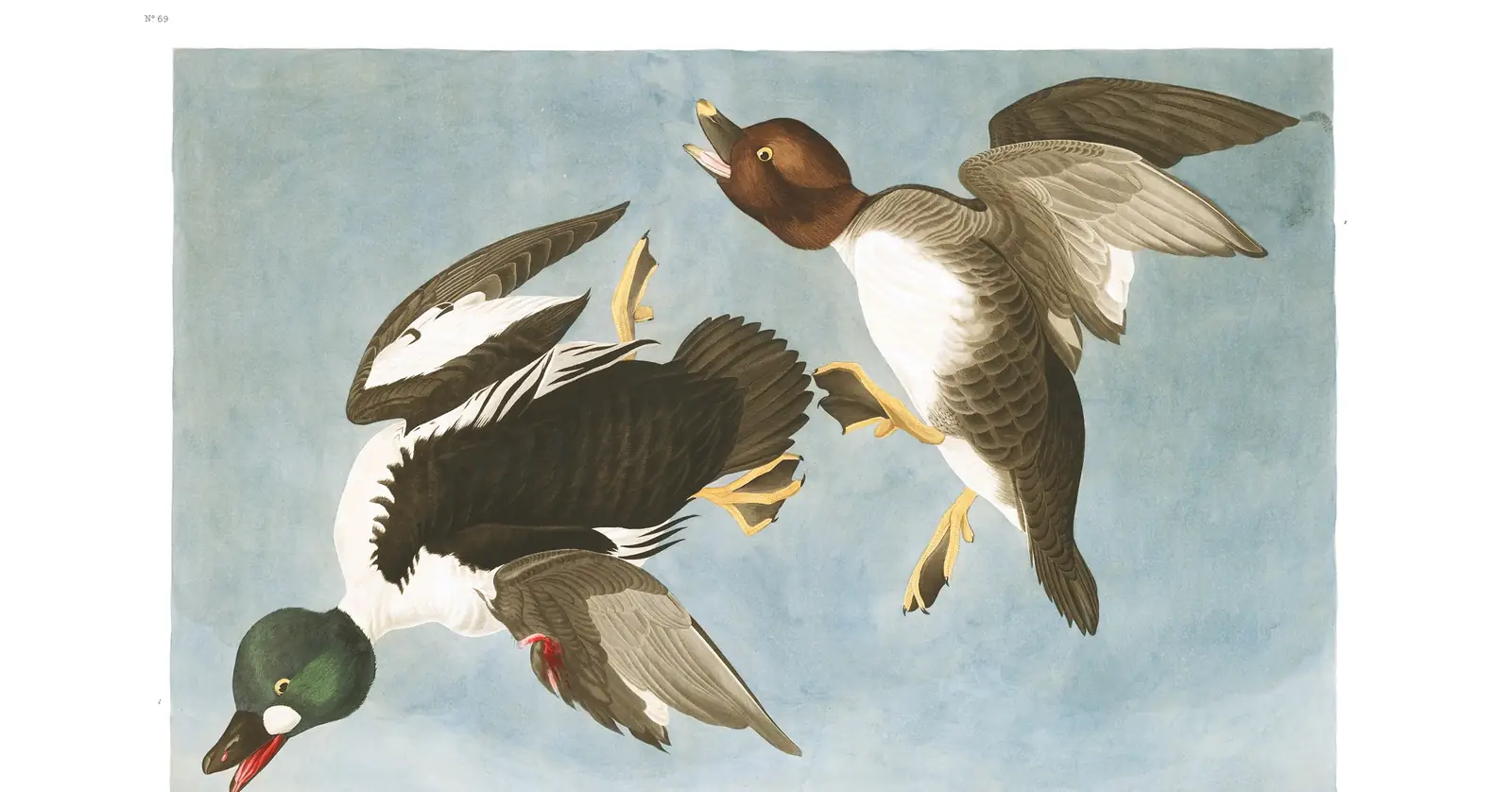 Plate 342 of Audubon's The Birds of America: Common Goldeneye (Bucephala clangula)
