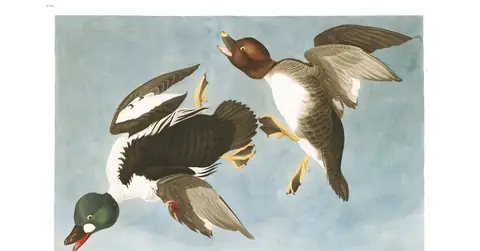 Plate 342 of Audubon's The Birds of America: Common Goldeneye (Bucephala clangula)