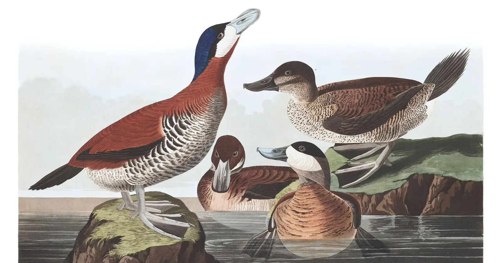 Plate 343 of Audubon's The Birds of America: Ruddy Duck (Oxyura jamaicensis)