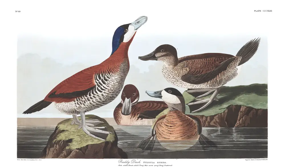 The whole sheet of plate 343, with its engraved caption