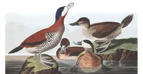 Plate 343 of Audubon's The Birds of America: Ruddy Duck (Oxyura jamaicensis)