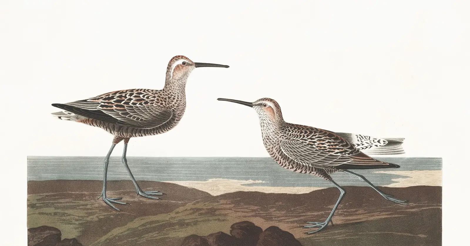 Plate 344 of Audubon's The Birds of America: Stilt Sandpiper (Calidris himantopus)
