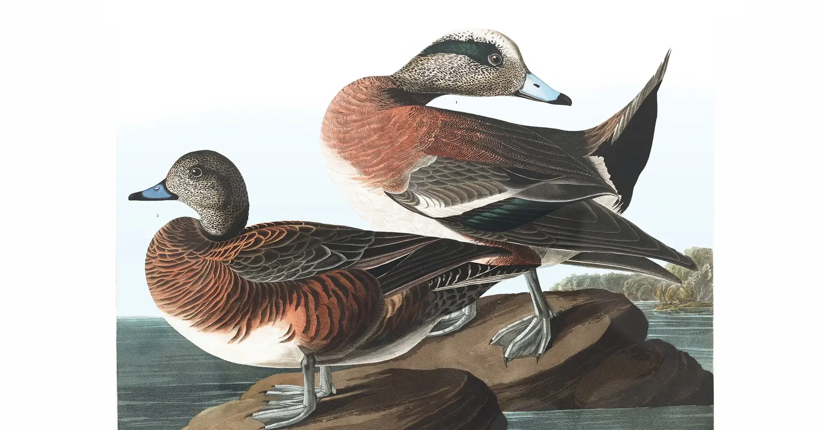 Plate 345 of Audubon's The Birds of America: American Wigeon (Mareca americana)