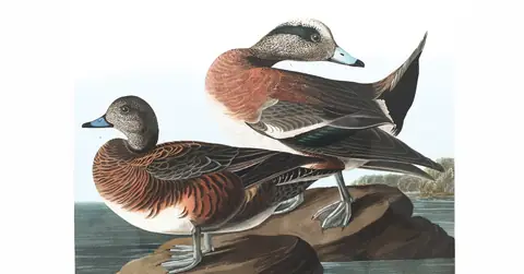 Plate 345 of Audubon's The Birds of America: American Wigeon (Mareca americana)