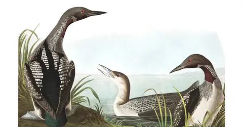 Plate 346 of Audubon's The Birds of America: Pacific Loon (Gavia pacifica)