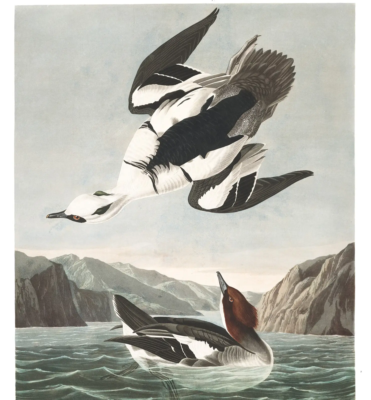 Plate 347 of Audubon's The Birds of America: Smew (Mergellus albellus)
