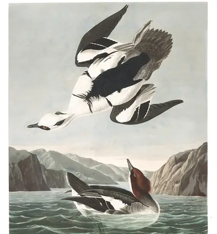 Plate 347 of Audubon's The Birds of America: Smew (Mergellus albellus)