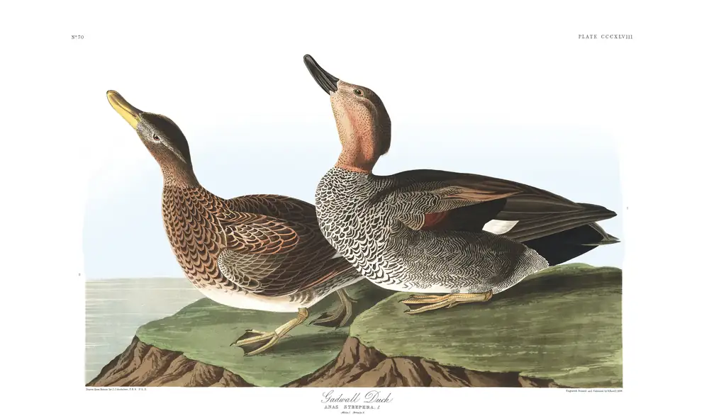 The whole sheet of plate 348, with its engraved caption