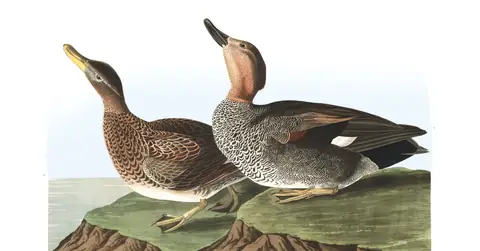 Plate 348 of Audubon's The Birds of America: Gadwall (Mareca strepera)