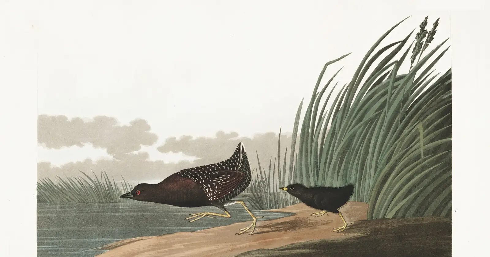 Plate 349 of Audubon's The Birds of America: Black Rail (Laterallus jamaicensis)