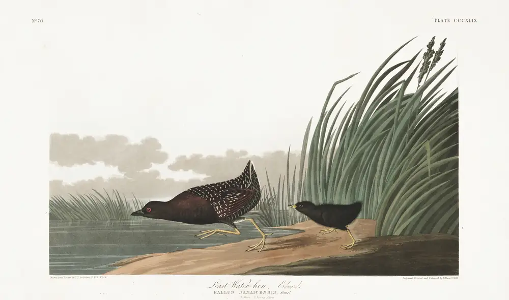 The whole sheet of plate 349, with its engraved caption