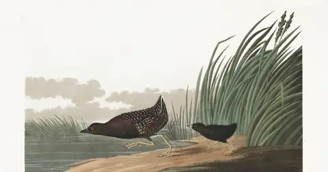 Plate 349 of Audubon's The Birds of America: Black Rail (Laterallus jamaicensis)