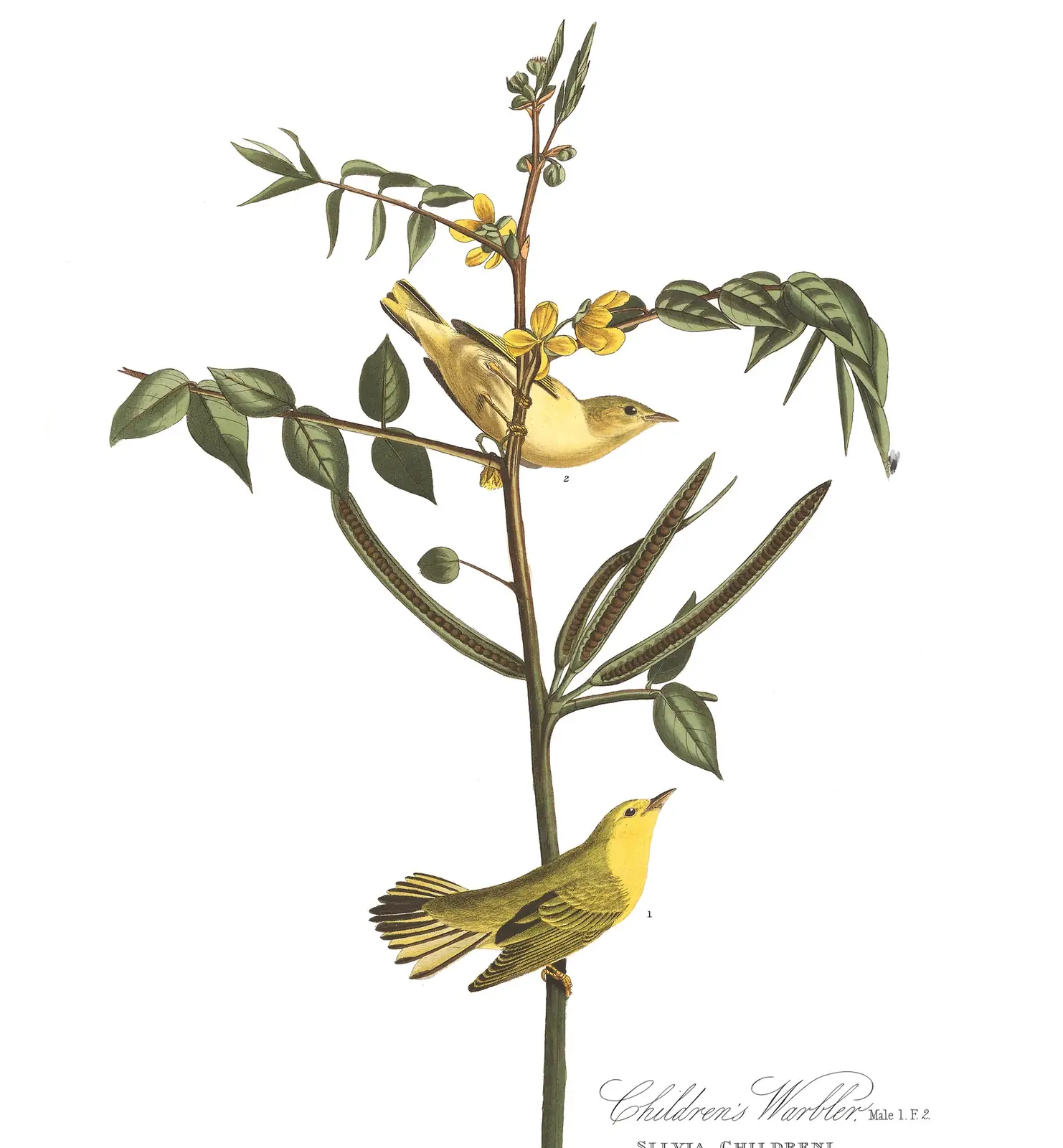 Plate 35 of Audubon's The Birds of America: Northern Yellow Warbler (Setophaga aestiva)