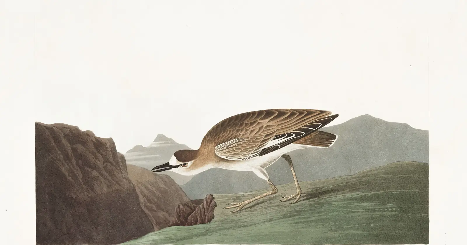 Plate 350 of Audubon's The Birds of America: Mountain Plover (Anarhynchus montanus)