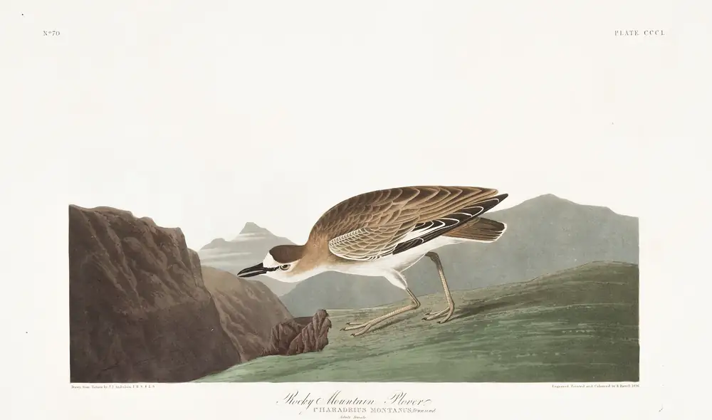 The whole sheet of plate 350, with its engraved caption