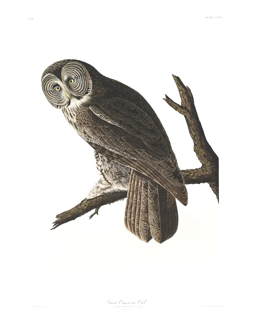 The whole sheet of plate 351, with its engraved caption
