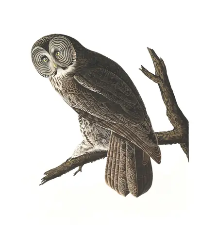 Plate 351 of Audubon's The Birds of America: Great Gray Owl (Strix nebulosa)