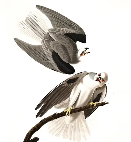 Plate 352 of Audubon's The Birds of America: White-tailed Kite (Elanus leucurus)