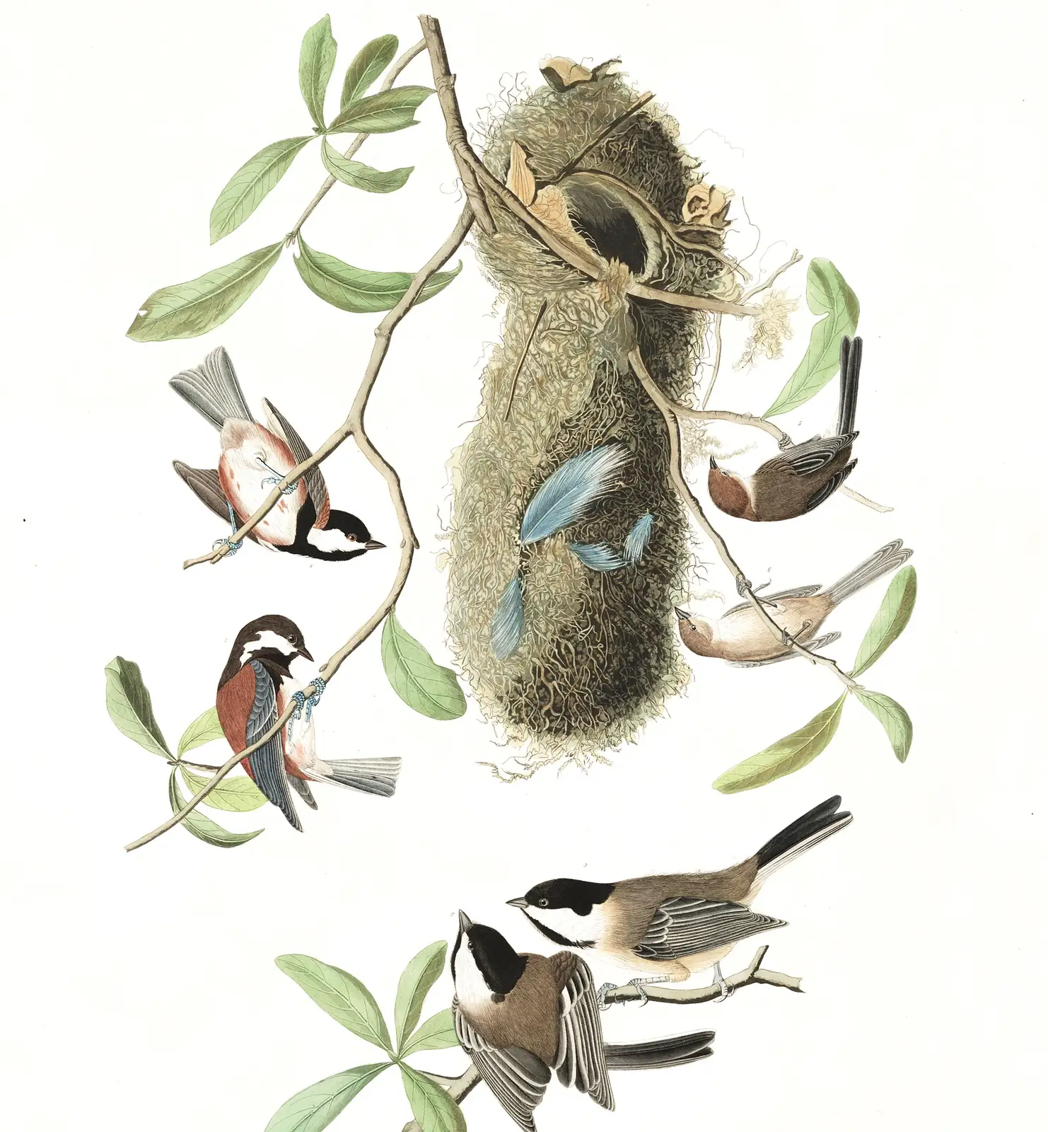 Plate 353 of Audubon's The Birds of America: Chestnut-backed Chickadee (Poecile rufescens), Black-capped Chickadee (Poecile atricapillus) and Bushtit (Psaltriparus minimus)