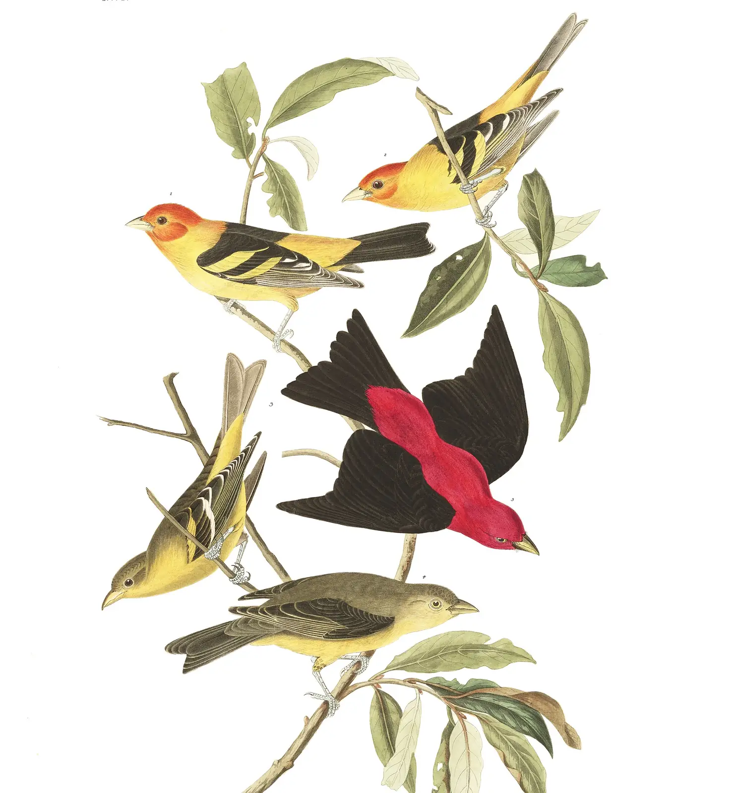 Plate 354 of Audubon's The Birds of America: Scarlet Tanager (Piranga olivacea) and Western Tanager (Piranga ludoviciana)