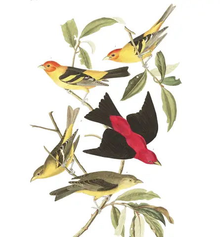 Plate 354 of Audubon's The Birds of America: Scarlet Tanager (Piranga olivacea) and Western Tanager (Piranga ludoviciana)