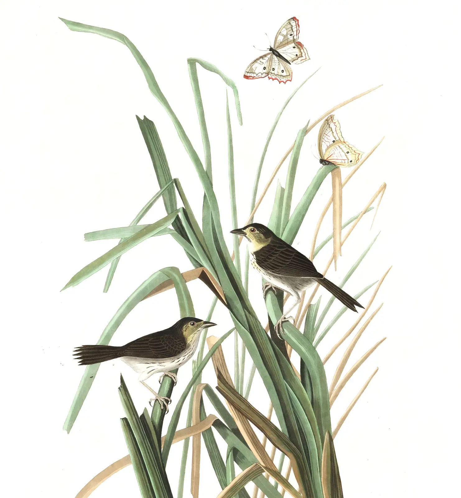 Plate 355 of Audubon's The Birds of America: Seaside Sparrow (Ammospiza maritima)