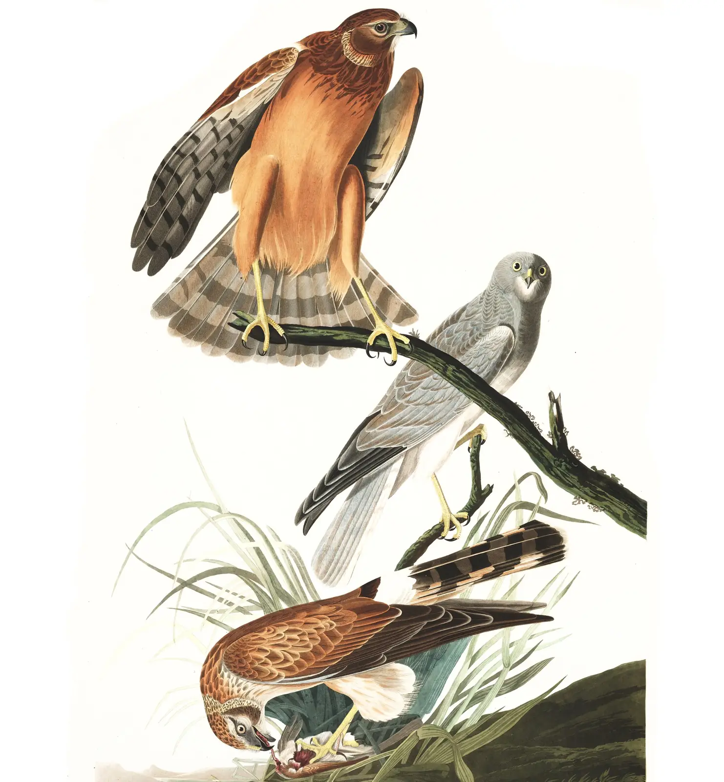 Plate 356 of Audubon's The Birds of America: Northern Harrier (Circus hudsonius)