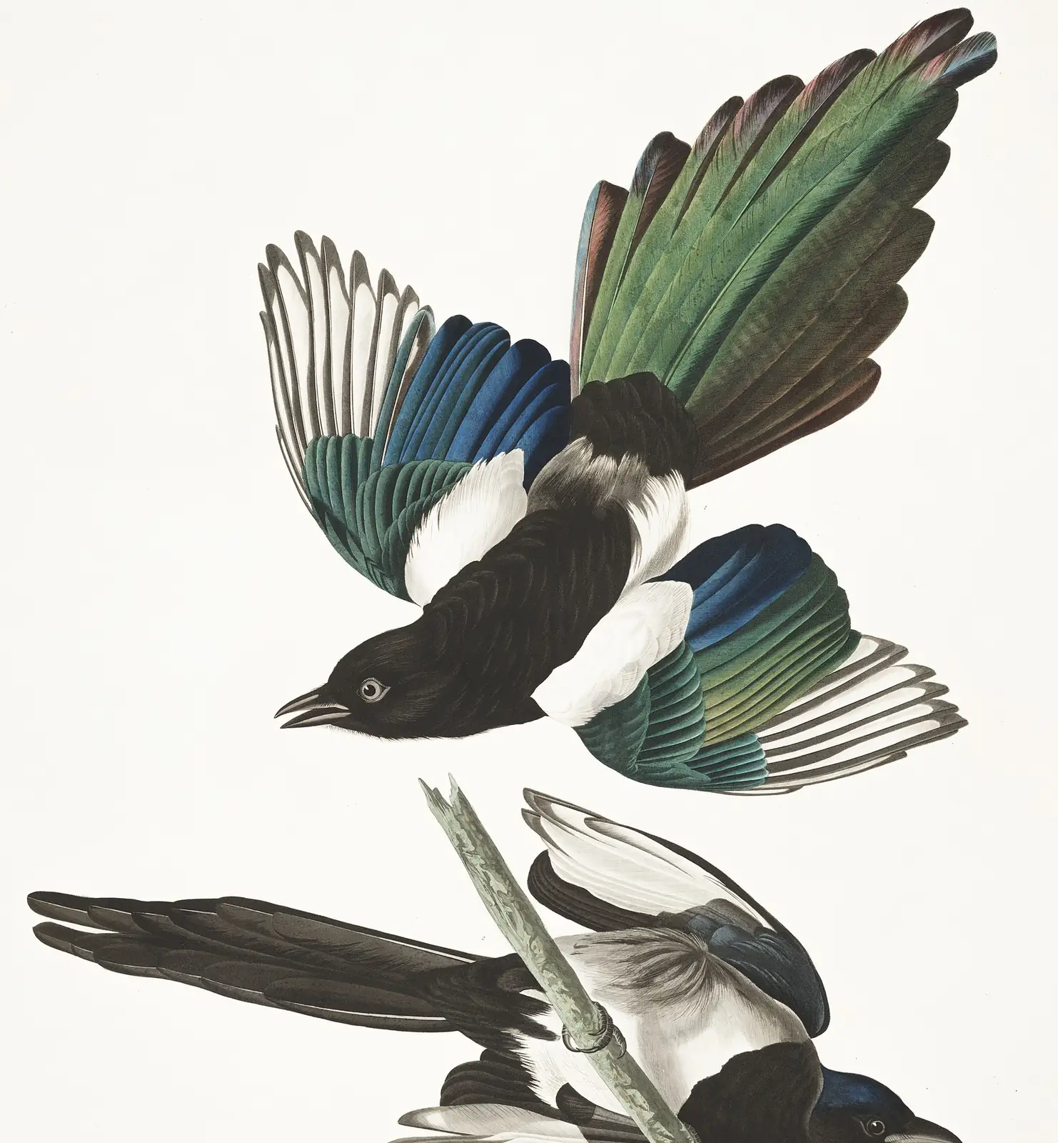 Plate 357 of Audubon's The Birds of America: Black-billed Magpie (Pica hudsonia)