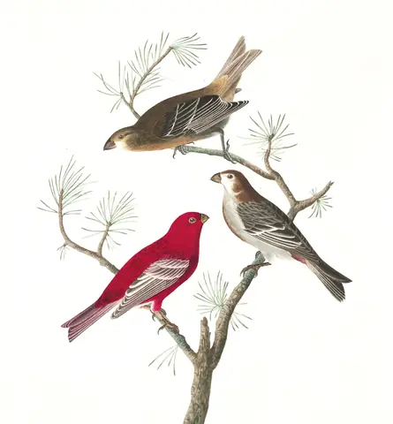 Plate 358 of Audubon's The Birds of America: Pine Grosbeak (Pinicola enucleator)