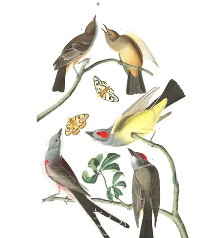 Plate 359 of Audubon's The Birds of America: Say's Phoebe (Sayornis saya), Scissor-tailed Flycatcher (Tyrannus forficatus) and Western Kingbird (Tyrannus verticalis)